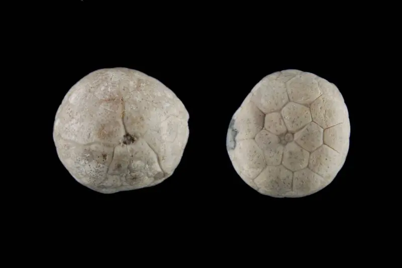 Protocrinites fragum