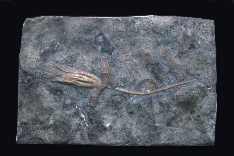 Cupulocrinus jewetti