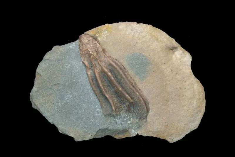 Glyptocrinus