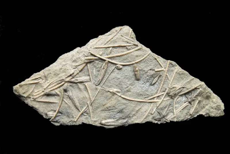 Ectenocrinus simplex, Mesopalieaster sp,