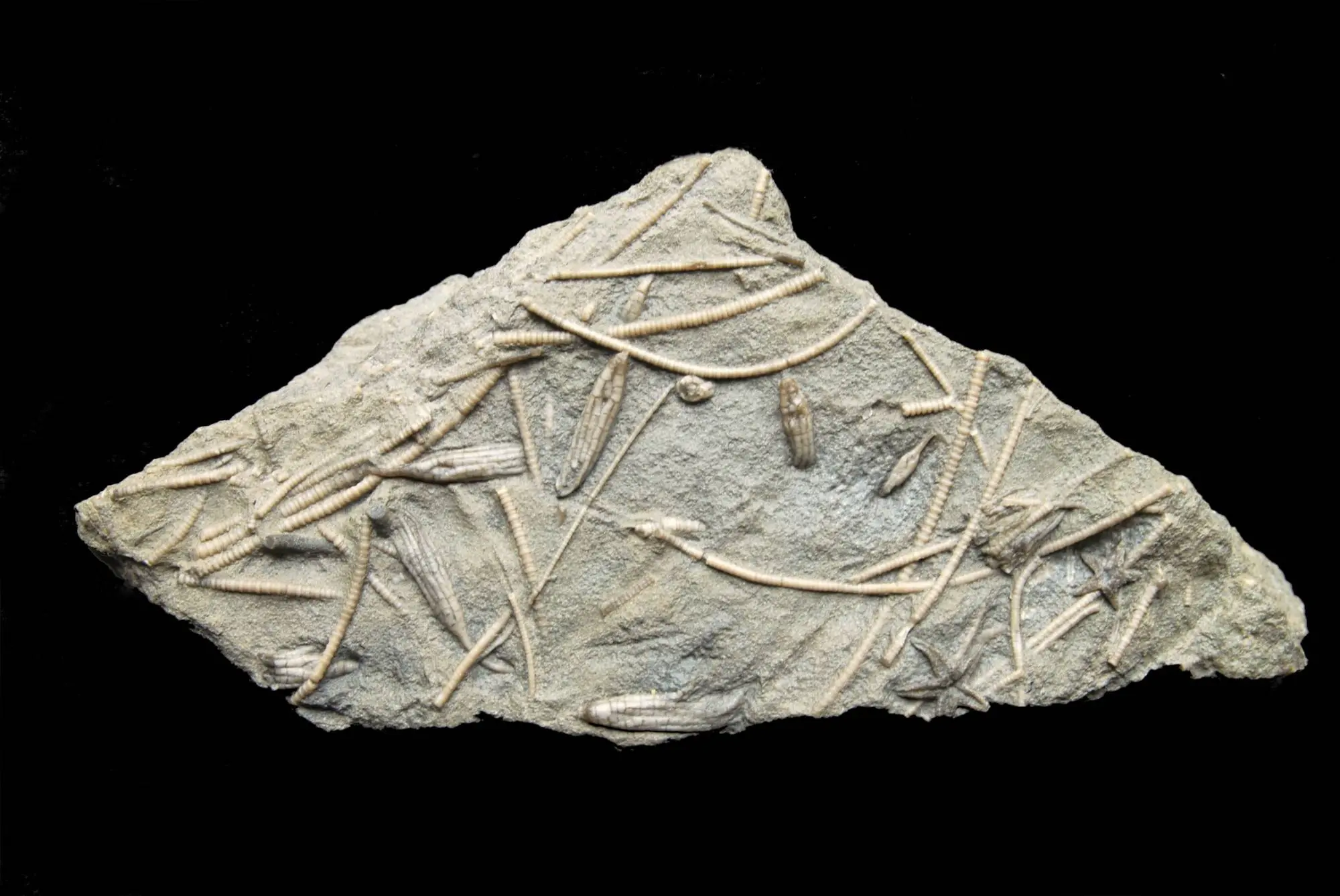 Ectenocrinus simplex, Mesopalieaster sp,