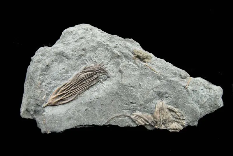 Plicodendrocrinus casei, Jugiaster