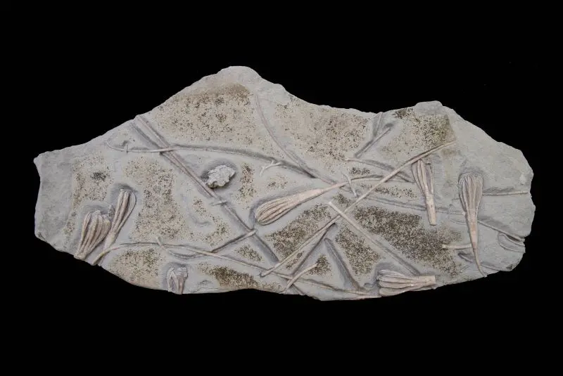 Cicerocrinus; 40x17 cm; Ludlow; Burgsvik, Gotland