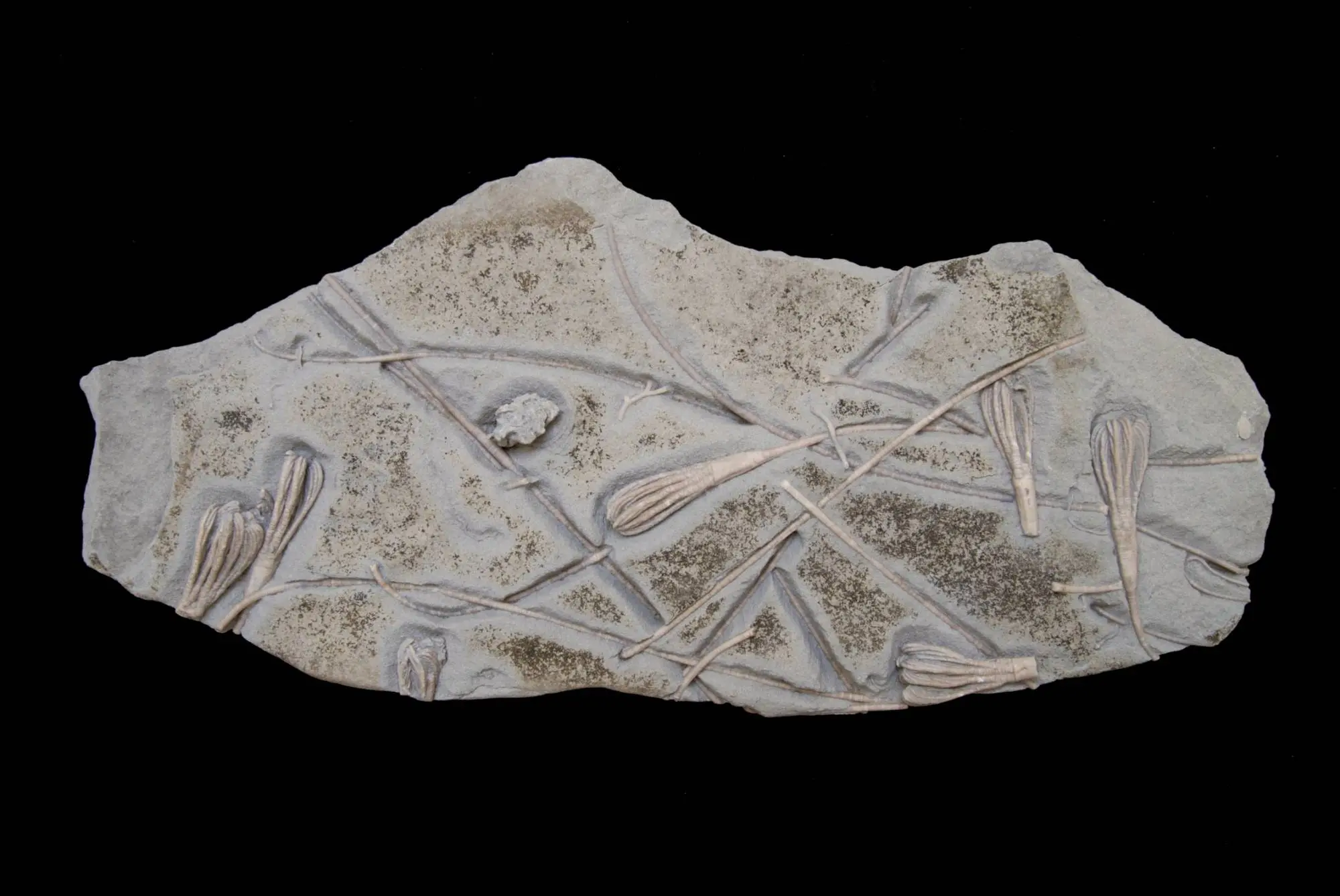 Cicerocrinus; 40x17 cm; Ludlow; Burgsvik, Gotland