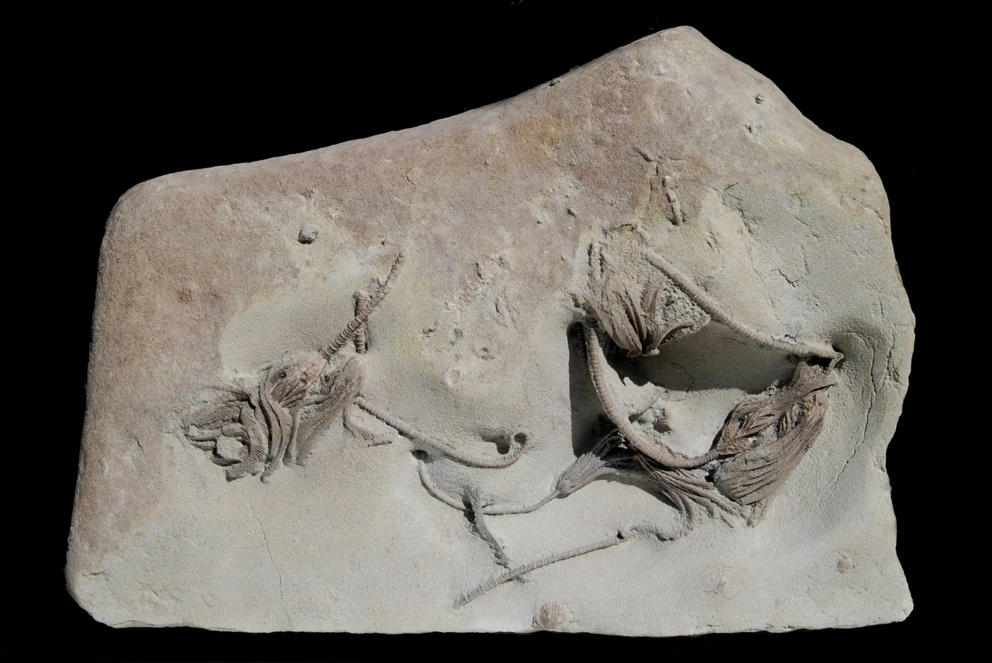 Periechinocrinus; 28x20 cm; Ludlow; Burgsvik, Gotland