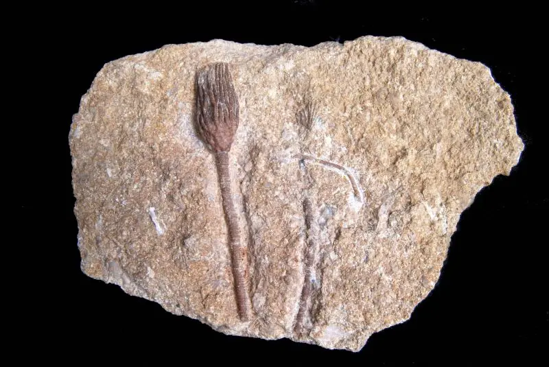 Carpocrinus; 15x10 cm; Ludlow, Eke; Burgen, Gotland