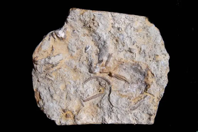 Pisocrinus pilula; 11x9 cm; Ludlow, Hemse; Sproge, Gotland