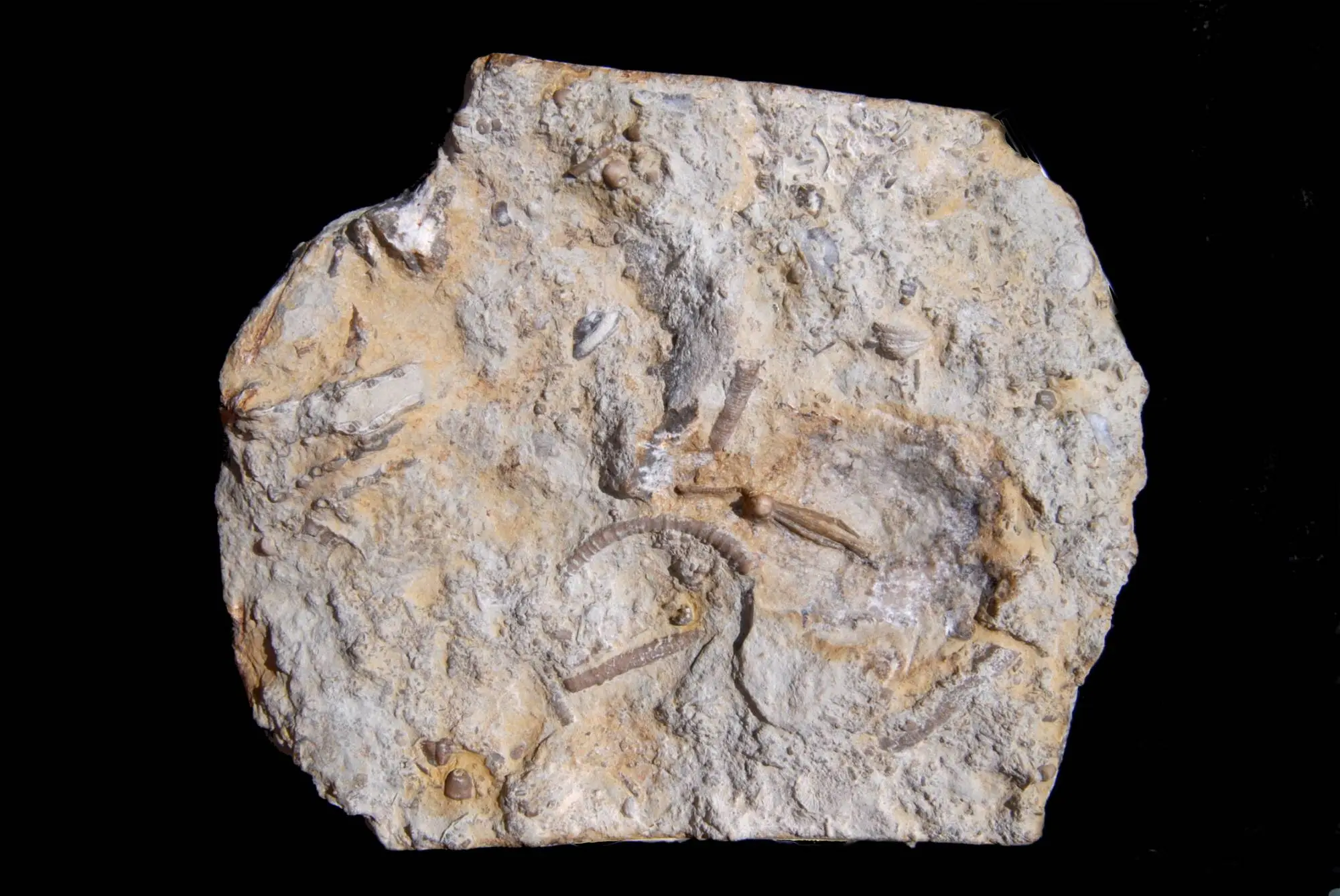 Pisocrinus pilula; 11x9 cm; Ludlow, Hemse; Sproge, Gotland