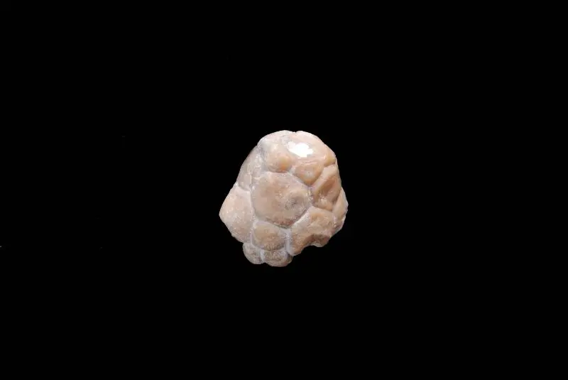 Botryocrinus ramosissimus; 2x1.5 cm; Wenlock, Klinteberg; Hunninge