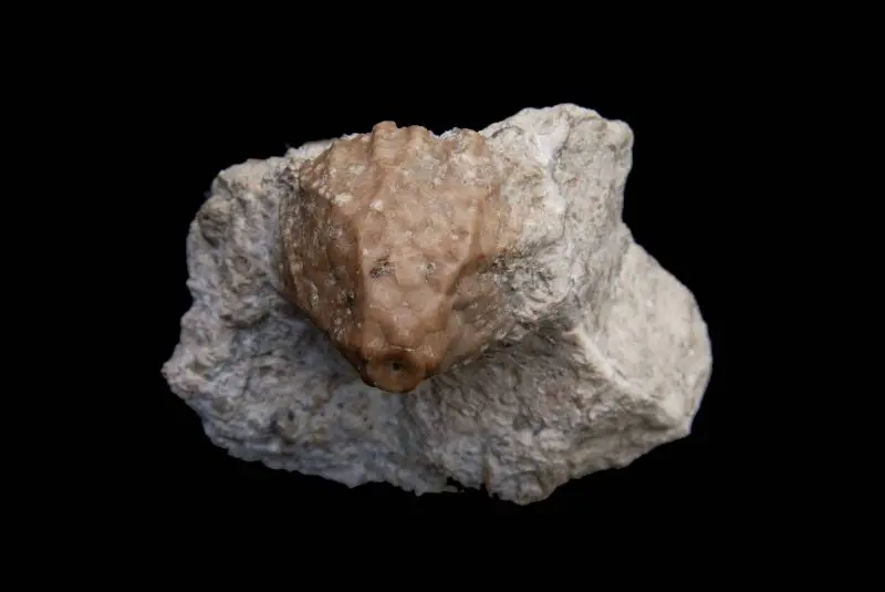 Sagenocrinus expansus; 7x6 cm; Slite; Lickersham, Rönklint, Gotland