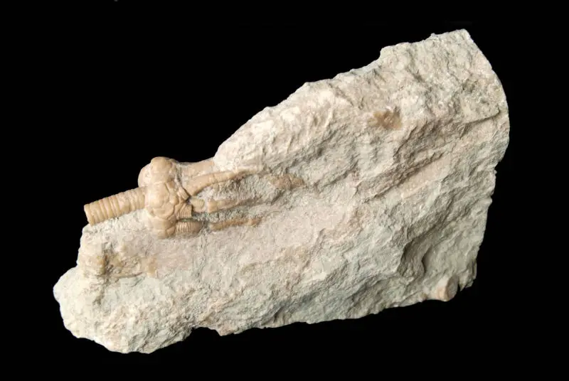 n.sp.; 17x13 cm; Wenlock, Klinteberg; Hunninge