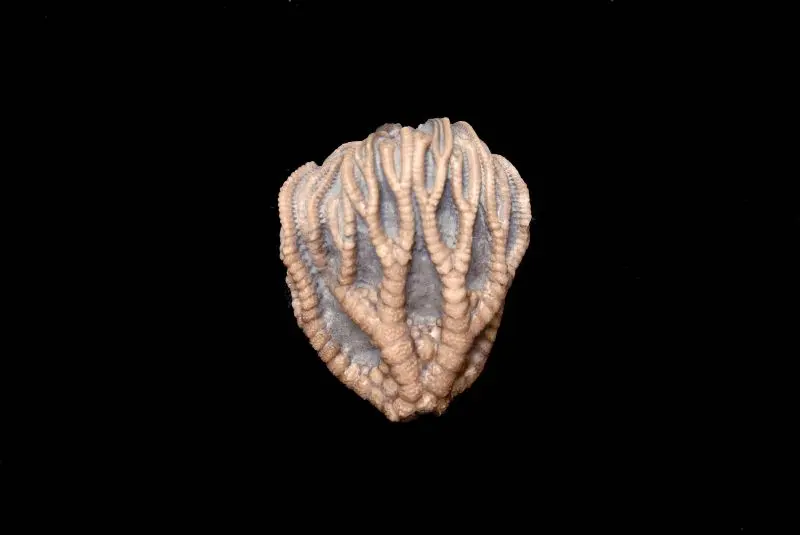 Taxocrinus tuberculatus; 4.5x4 cm; Wenlock; Wrens Nest, Dudley