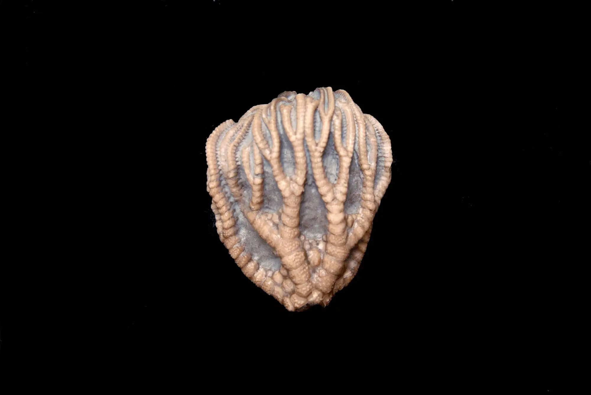 Taxocrinus tuberculatus; 4.5x4 cm; Wenlock; Wrens Nest, Dudley