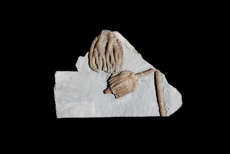 Taxocrinus tuberculatus, Eucalyptocrinus; 7.5x5.5 cm;Wenlock; Wrens Nest, Dudley