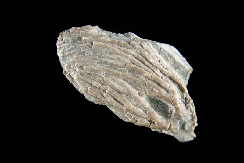 Gissocrinus goniodactylus; 5x2.5 cm; Wenlock; Wrens Nest, Dudley