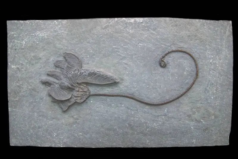 Dimerocrinites sp.; 24x14 cm; Rochester Shale Fm.; Orleans County, N.Y.