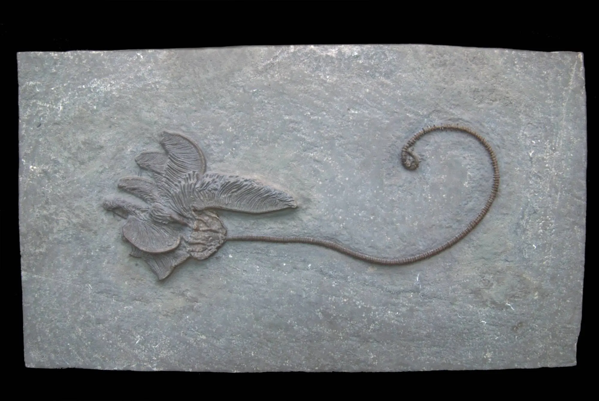 Dimerocrinites sp.; 24x14 cm; Rochester Shale Fm.; Orleans County, N.Y.