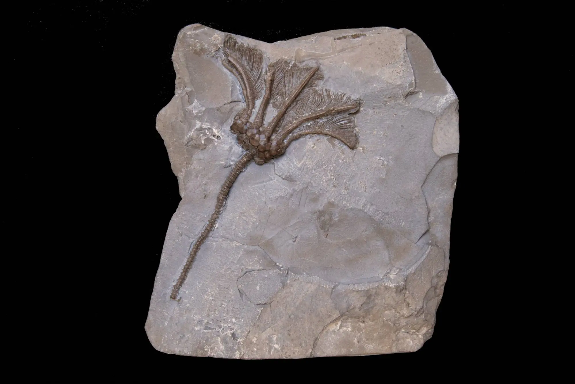 Lyriocrinus mellisa; 14x13 cm; Rochester Shale Fm.; Middleport Quarry, Niagara County, N.Y.