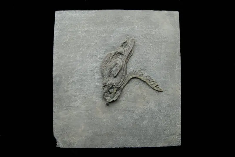 Macrostylocrinus striatus; 12x11 cm; Rochester Shale Fm.; Orleans County, N.Y.