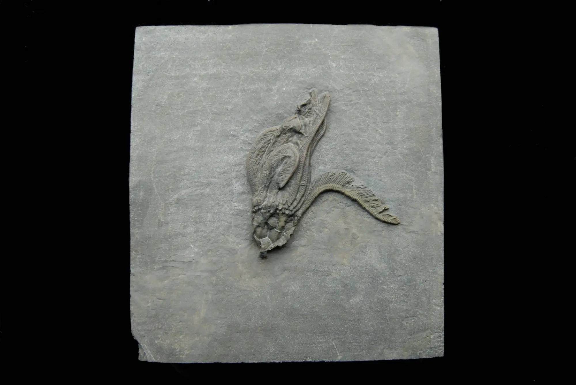 Macrostylocrinus striatus; 12x11 cm; Rochester Shale Fm.; Orleans County, N.Y.