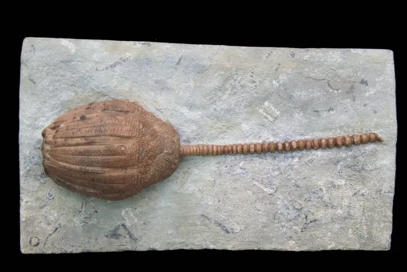 Eucalyptocrinites elrodi; 17.5x10 cm; Waldron Shale; Indiana