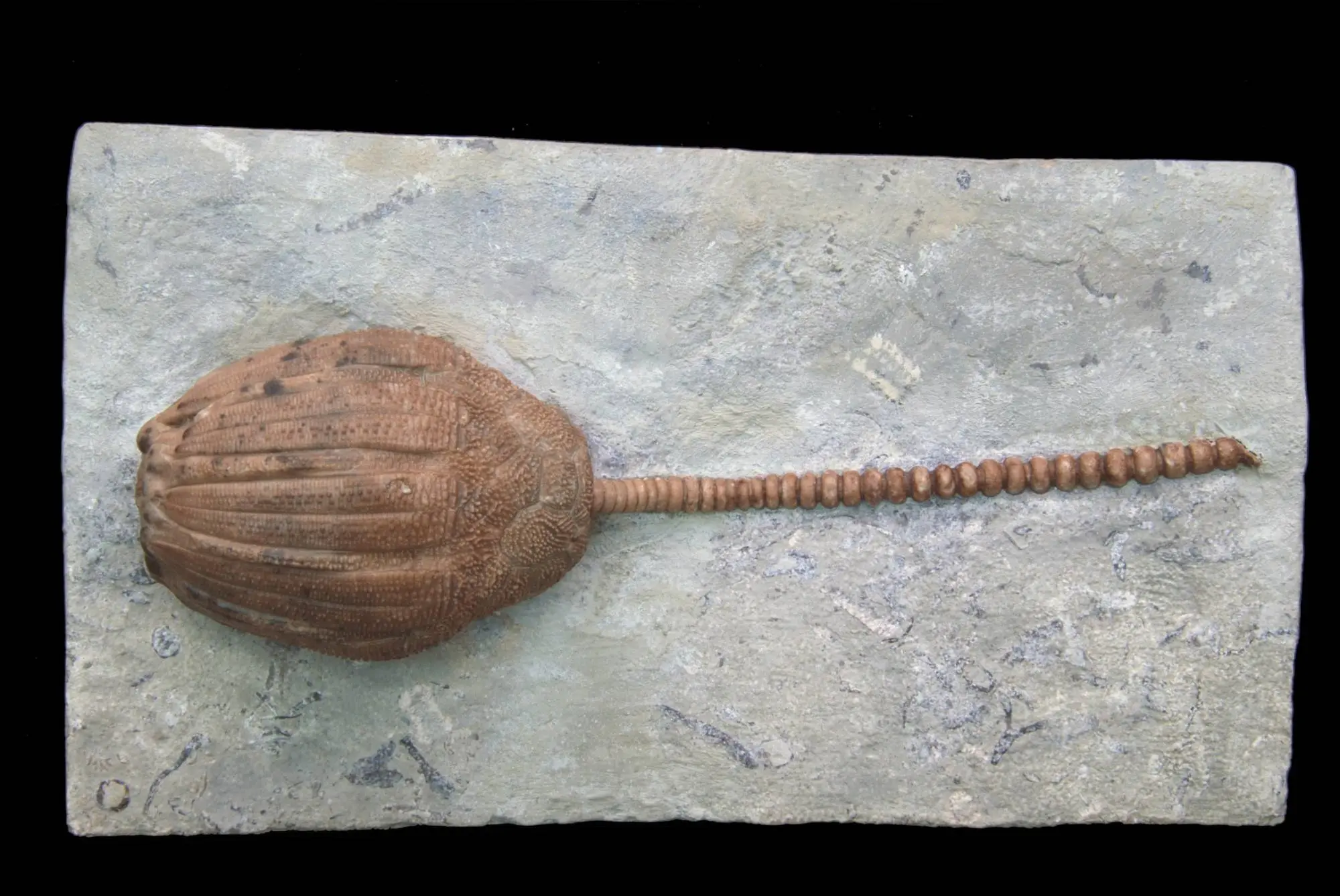 Eucalyptocrinites elrodi; 17.5x10 cm; Waldron Shale; Indiana