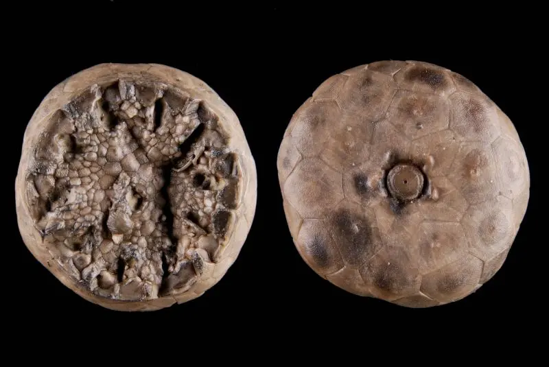 Lyriocrinus melissa; 4x1.5 cm; Waldron Shale; Bartholomew County, Indiana