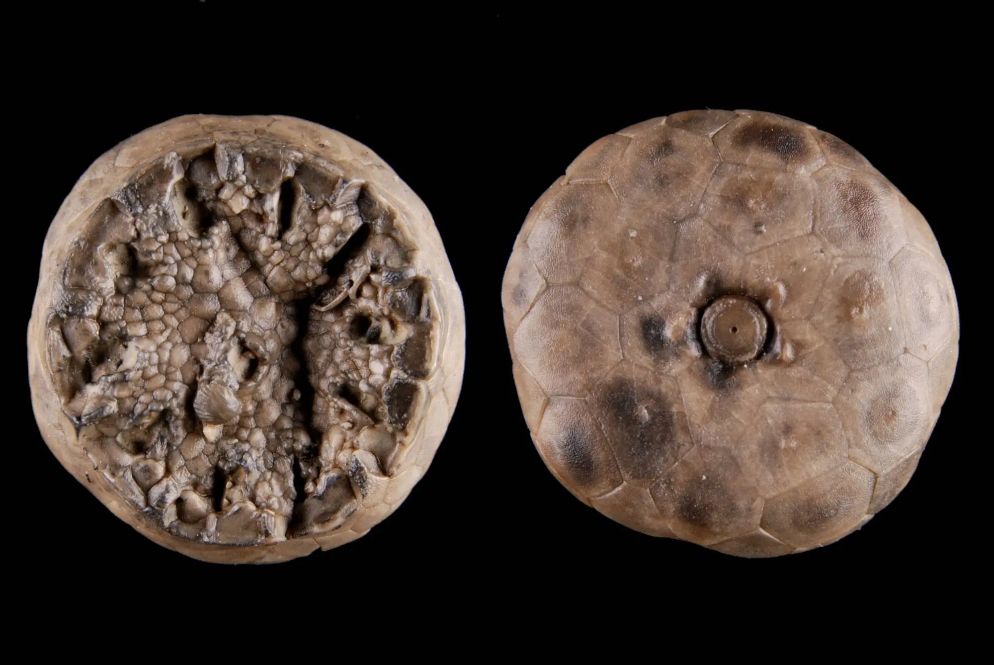 Lyriocrinus melissa; 4x1.5 cm; Waldron Shale; Bartholomew County, Indiana