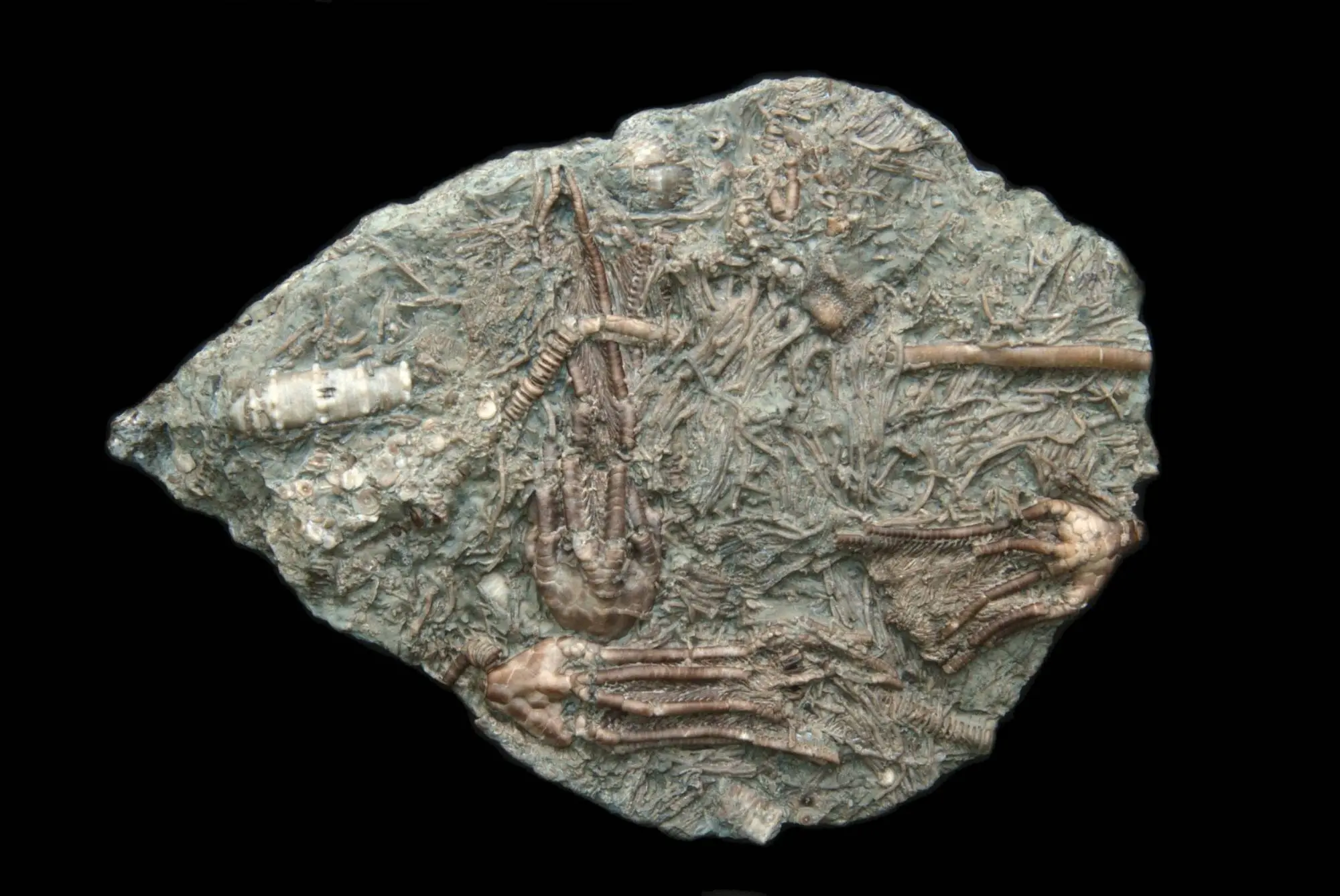 Dimerocrinites sp., (Aetocrinus sp.); 12x8 cm; Chicotte Fm.; Anticosti, Canada