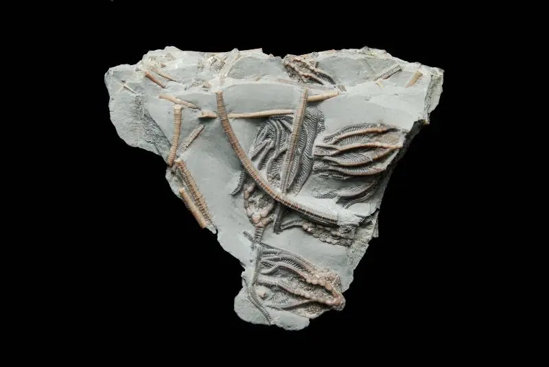 n.sp.; 11x9 cm; Elis Bay Fm.; Anticosti, Canada