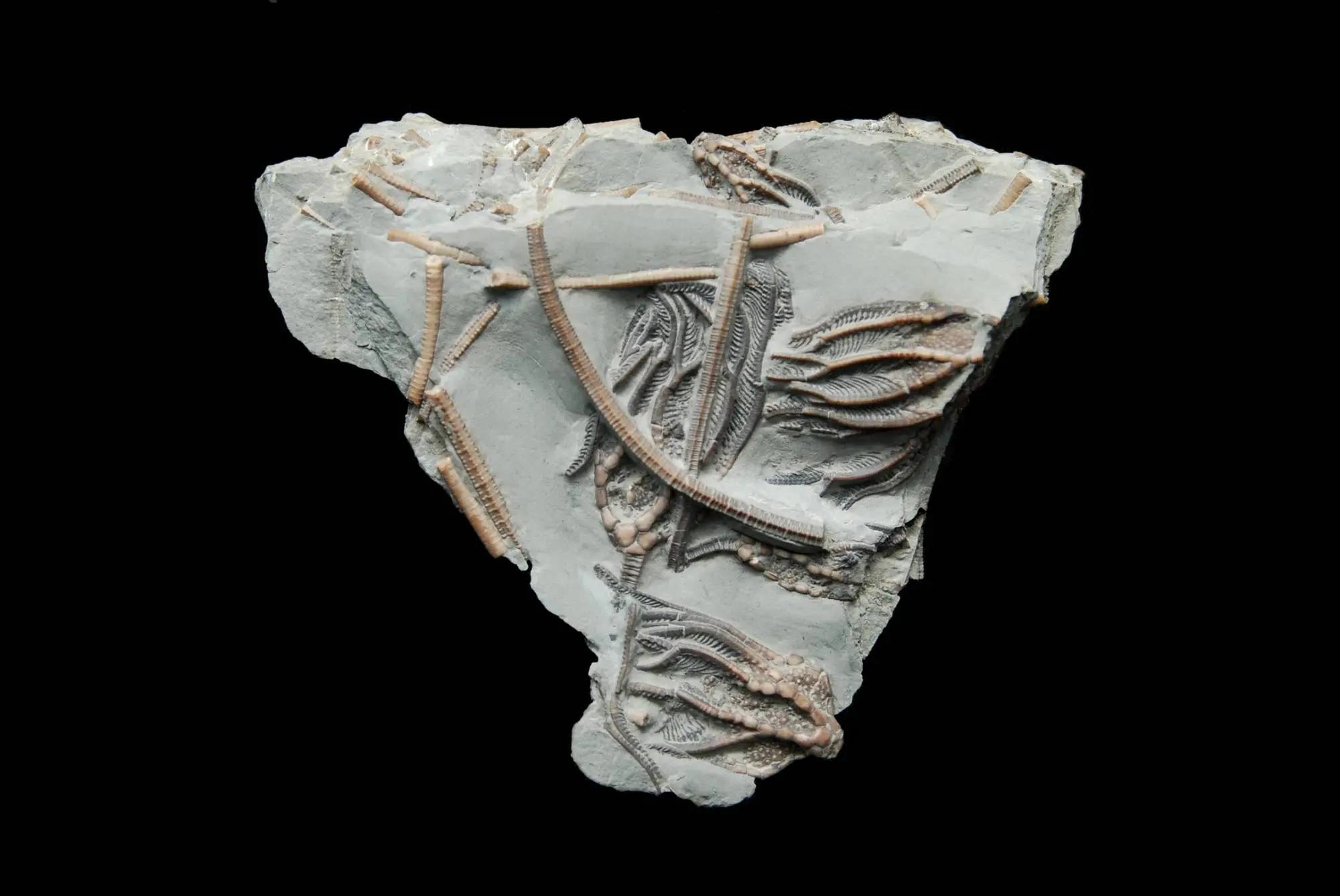 n.sp.; 11x9 cm; Elis Bay Fm.; Anticosti, Canada