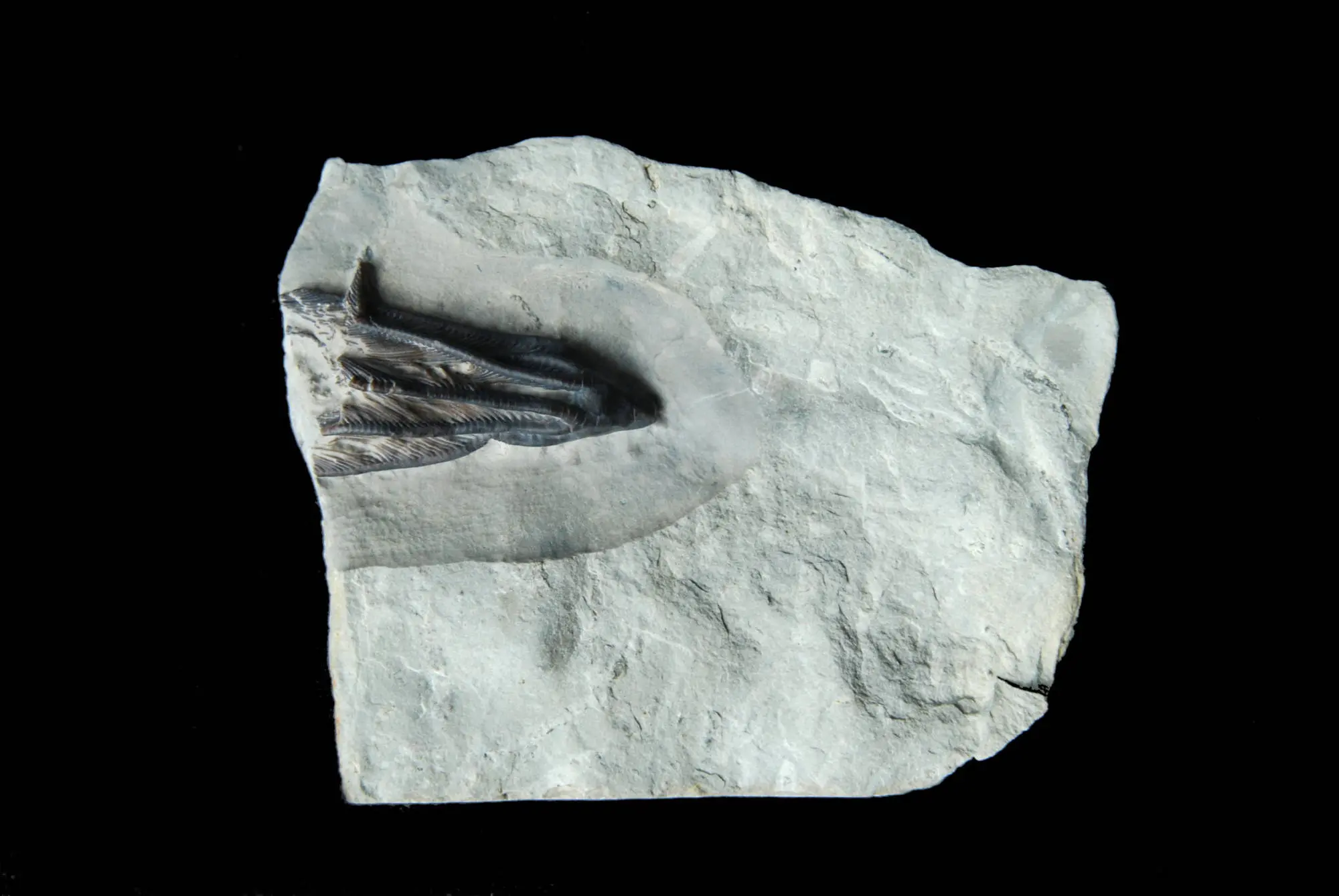 Dimerocrinites sp.; 8.5x7 cm; Chicotte Fm.; Anticosti, Canada