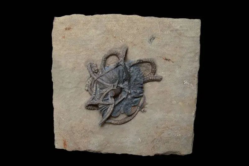 Corythocrinus; 14x14 cm; Edvardsville Fm.; Indiana