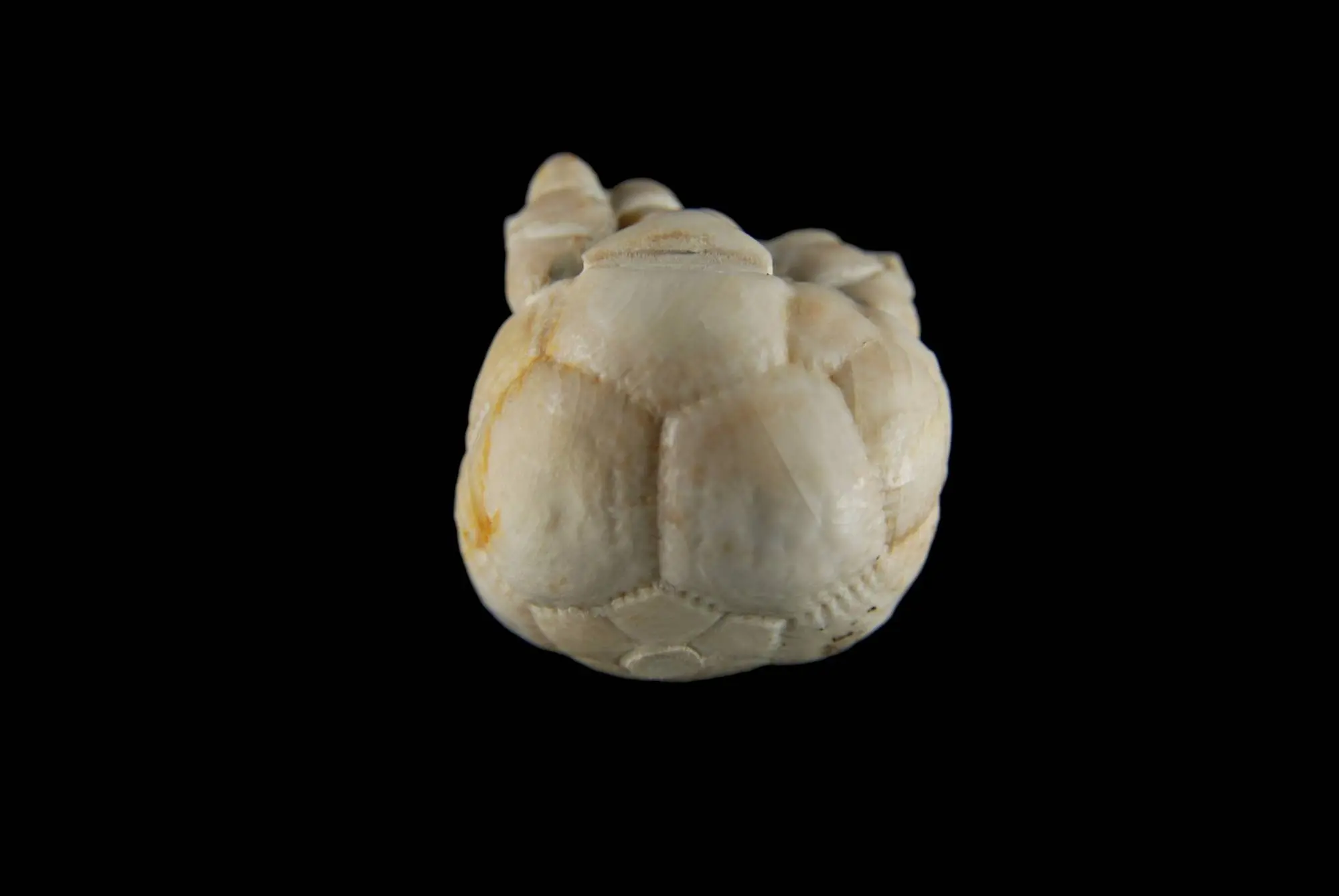 Cromyocrinus simplex; 2.5x2.5 cm; Kasimov; Moskau Region