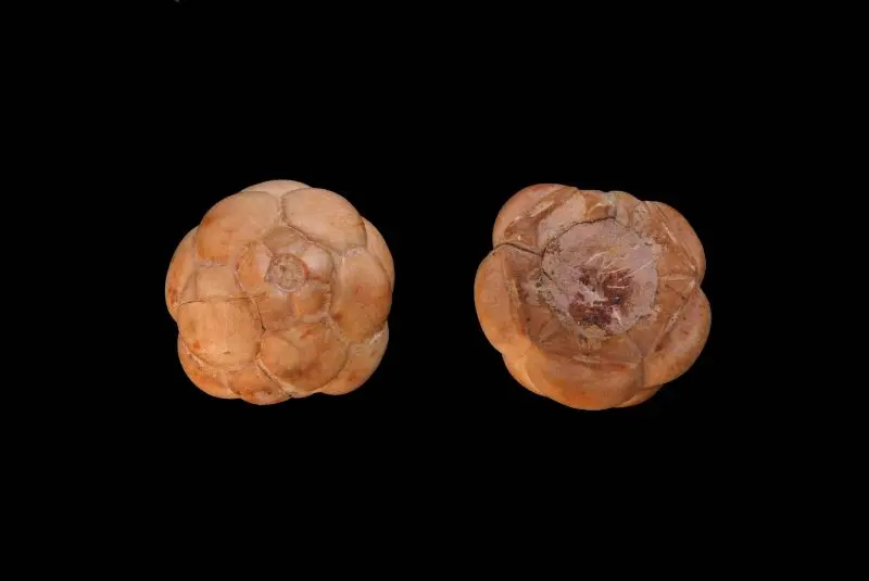 Mooreocrinus geminatus; 2 cm; Kasimov; near Vroskresenk