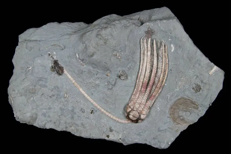 Erisocrinus typus; 20x12 cm; Bond Fm. (LaSalle Lst.); Pontiac, Illinois