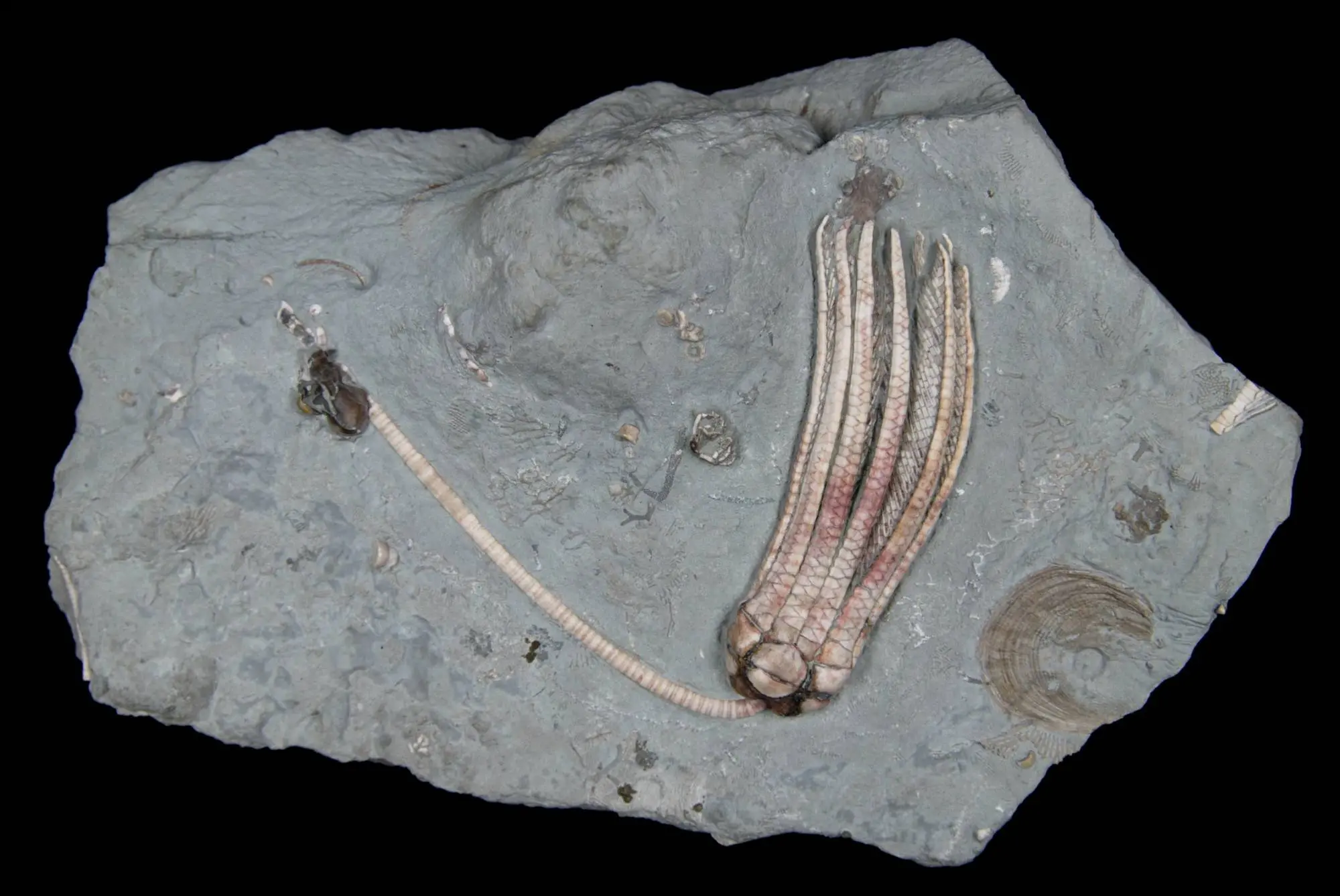 Erisocrinus typus; 20x12 cm; Bond Fm. (LaSalle Lst.); Pontiac, Illinois