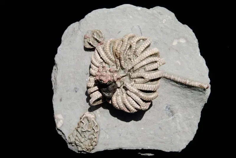 Stellarocrinus; 12x11 cm; Bond Fm. (LaSalle Lst.); Pontiac, Illinois
