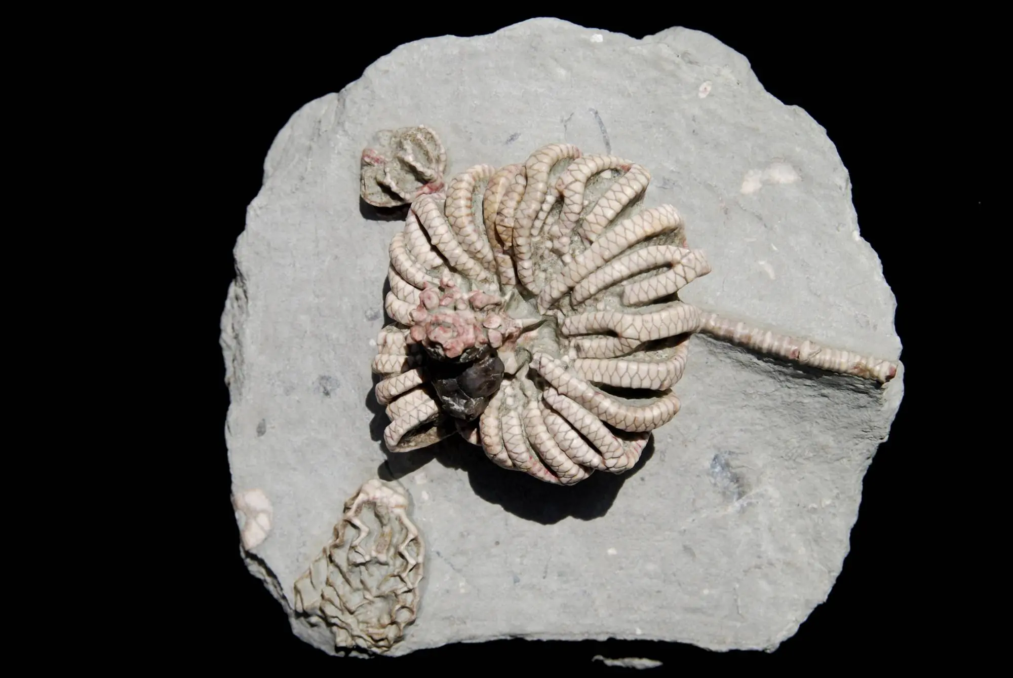 Stellarocrinus; 12x11 cm; Bond Fm. (LaSalle Lst.); Pontiac, Illinois