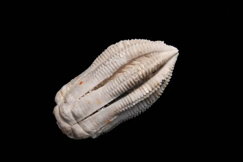 Encrinus liliformis (Mutant); 6.5x3.5 cm; Ladin; Braunschweig