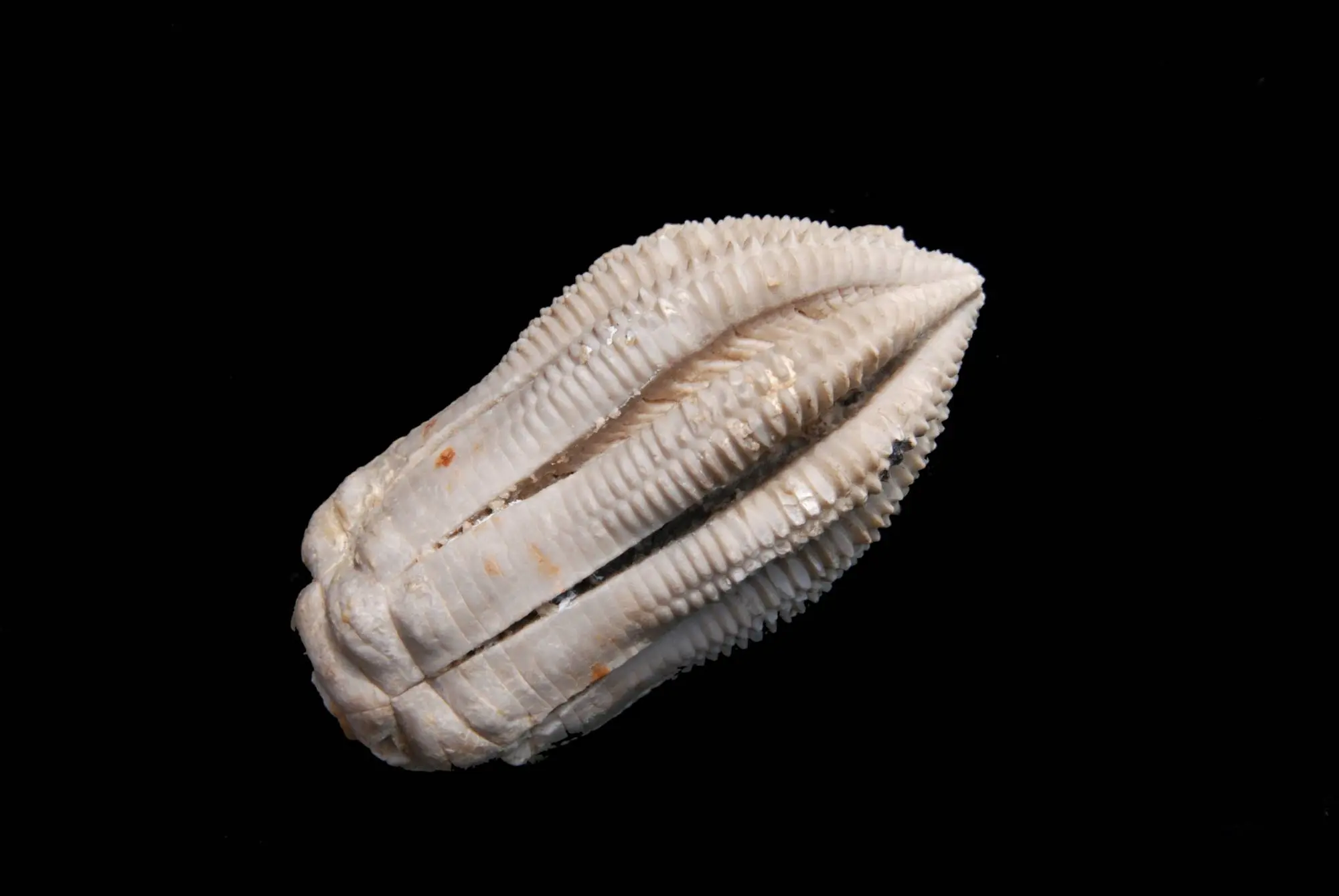 Encrinus liliformis (Mutant); 6.5x3.5 cm; Ladin; Braunschweig