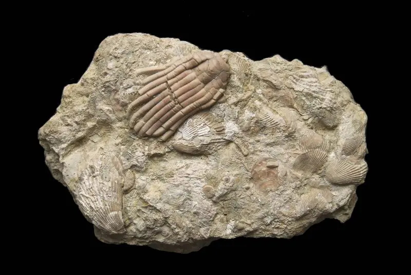 Chelocrinus schlotheimi; 20 x 12 cm; Ladin; Braunschweig
