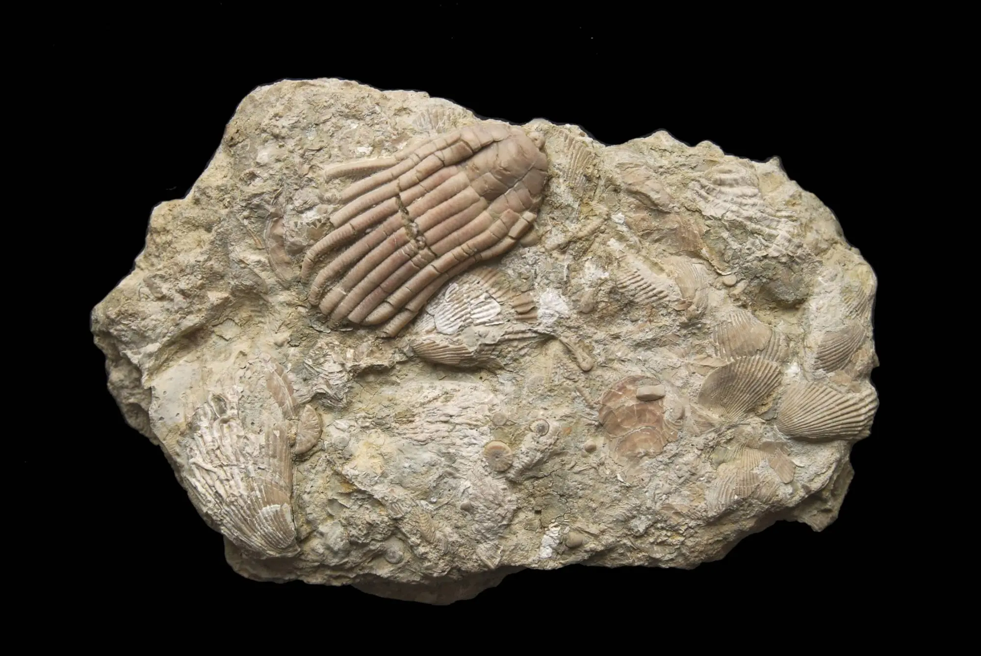 Chelocrinus schlotheimi; 20 x 12 cm; Ladin; Braunschweig