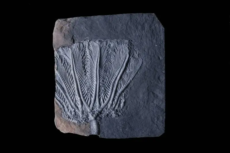 Traumatocrinus hsuixi; 34x36 cm; Guanfing Fm.; China