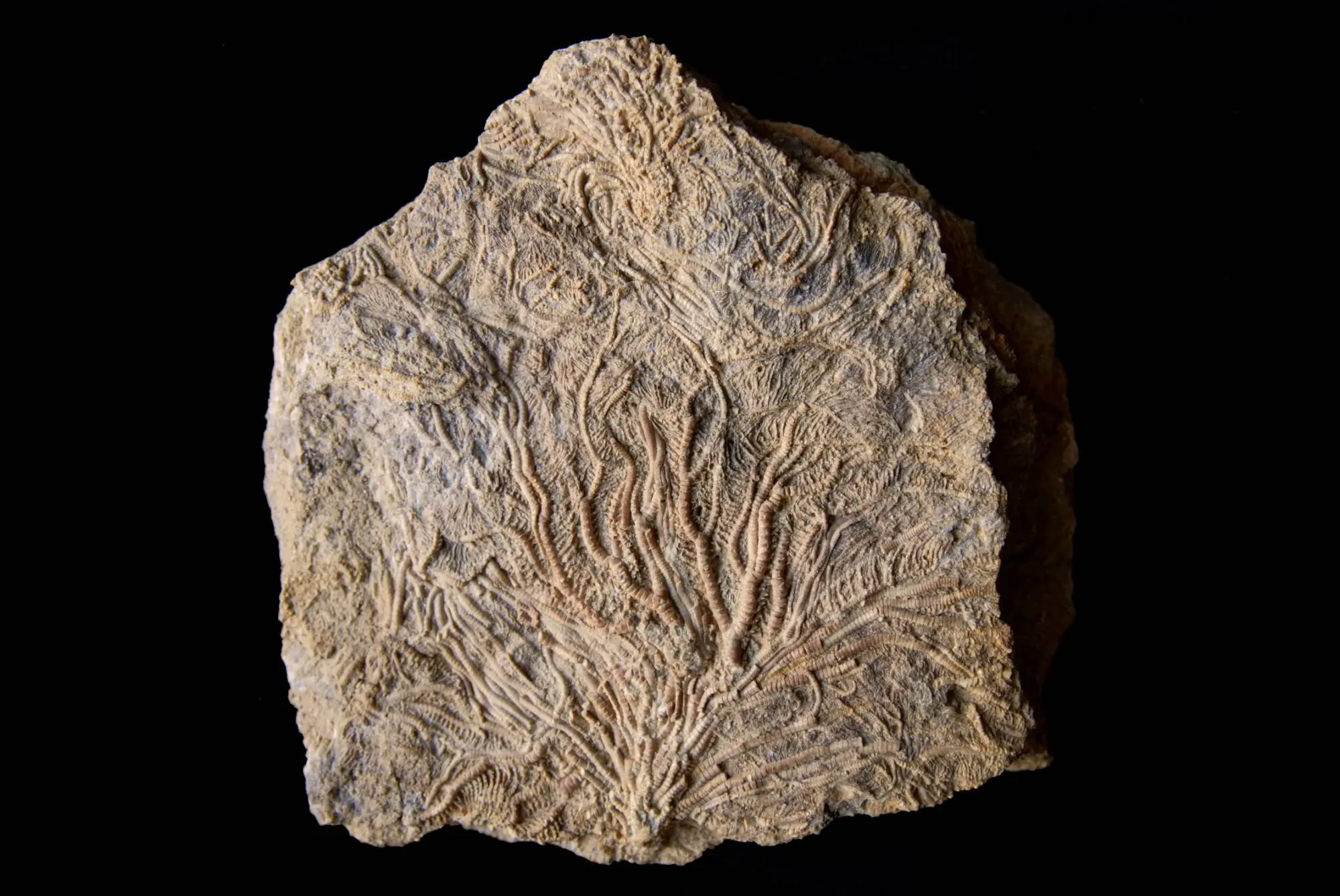 Pentacrinus dargniesi; 18x18 cm; Hauptrogenstein Fm.; Develier