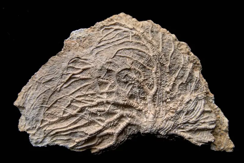 Pentacrinus dargniesi; 14x8 cm; Hauptrogenstein Fm.; Develier