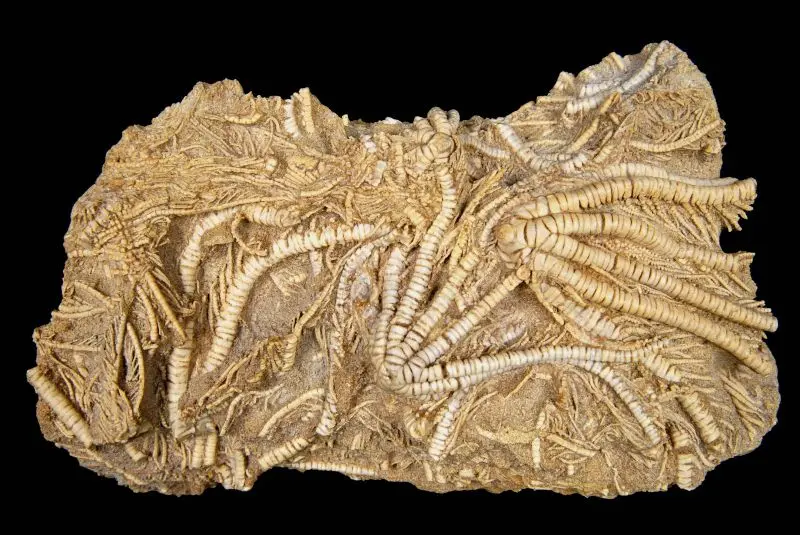 Ailsacrinus pratti; 12x7 cm; Sharps Hill Fm.; Naunton,Gloucestershire