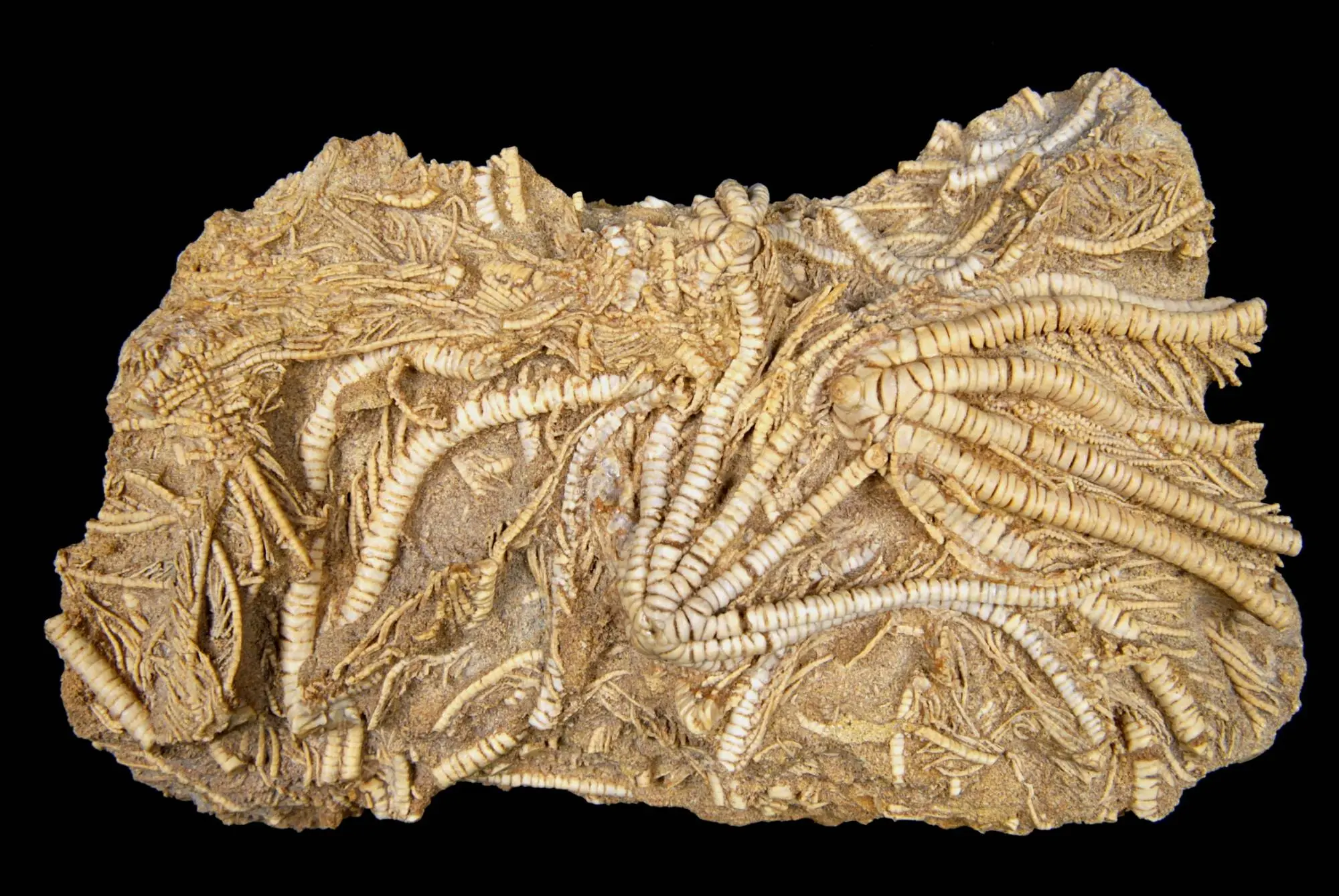 Ailsacrinus pratti; 12x7 cm; Sharps Hill Fm.; Naunton,Gloucestershire