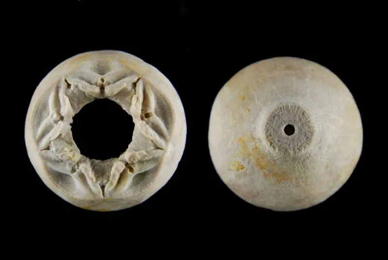 Pomatocrinus mespiliformis; 2.5 cm; Kimmeridge; Mergelstetten, Heidenheim