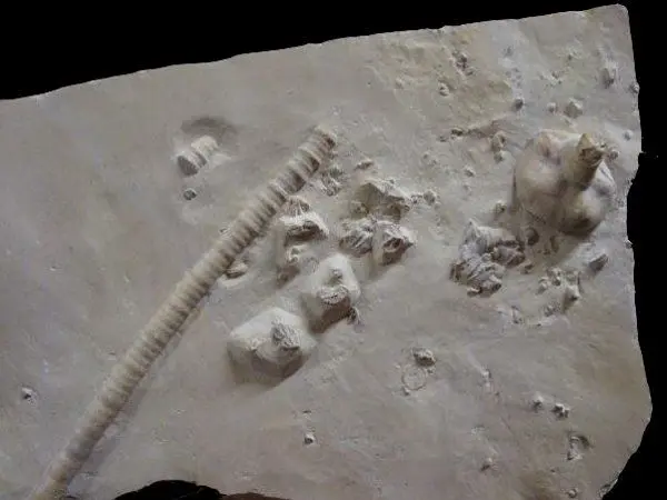 Solnhofen_Millericrinus by solnhofenatlas